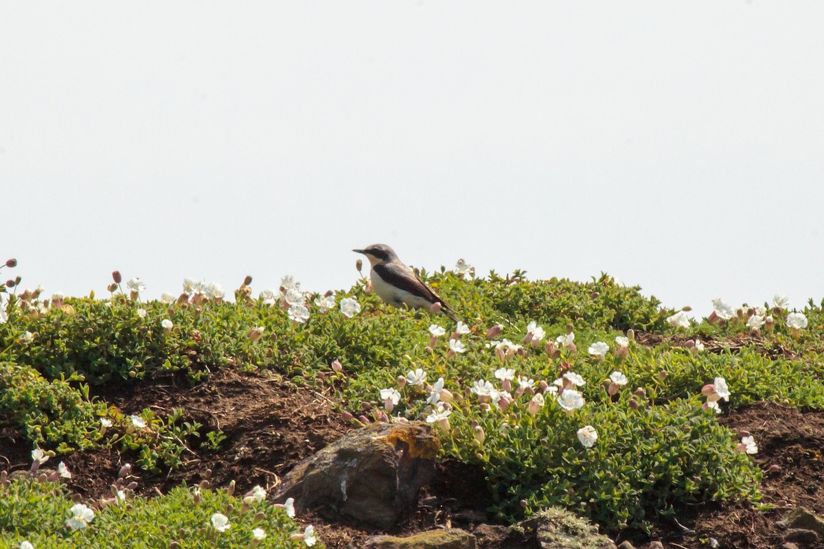 Northern Wheatear - Jock Hughes