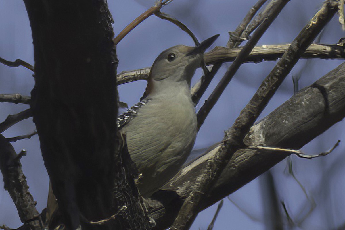 Red-bellied Woodpecker - Jim Tonkinson