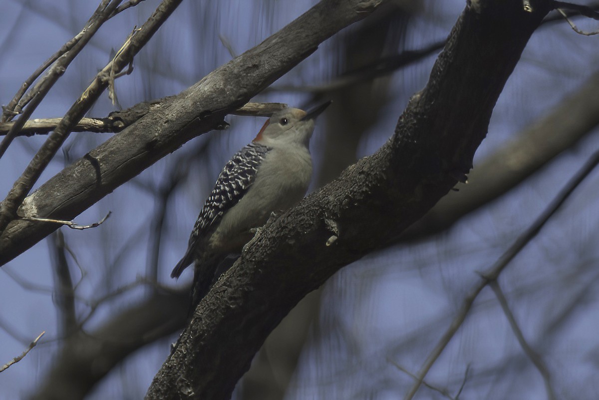 Red-bellied Woodpecker - Jim Tonkinson