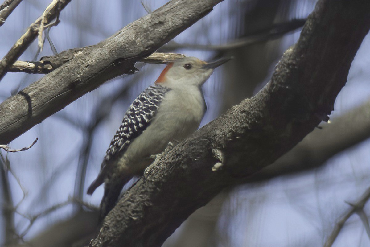 Red-bellied Woodpecker - Jim Tonkinson