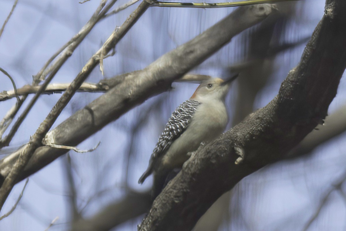 Red-bellied Woodpecker - Jim Tonkinson