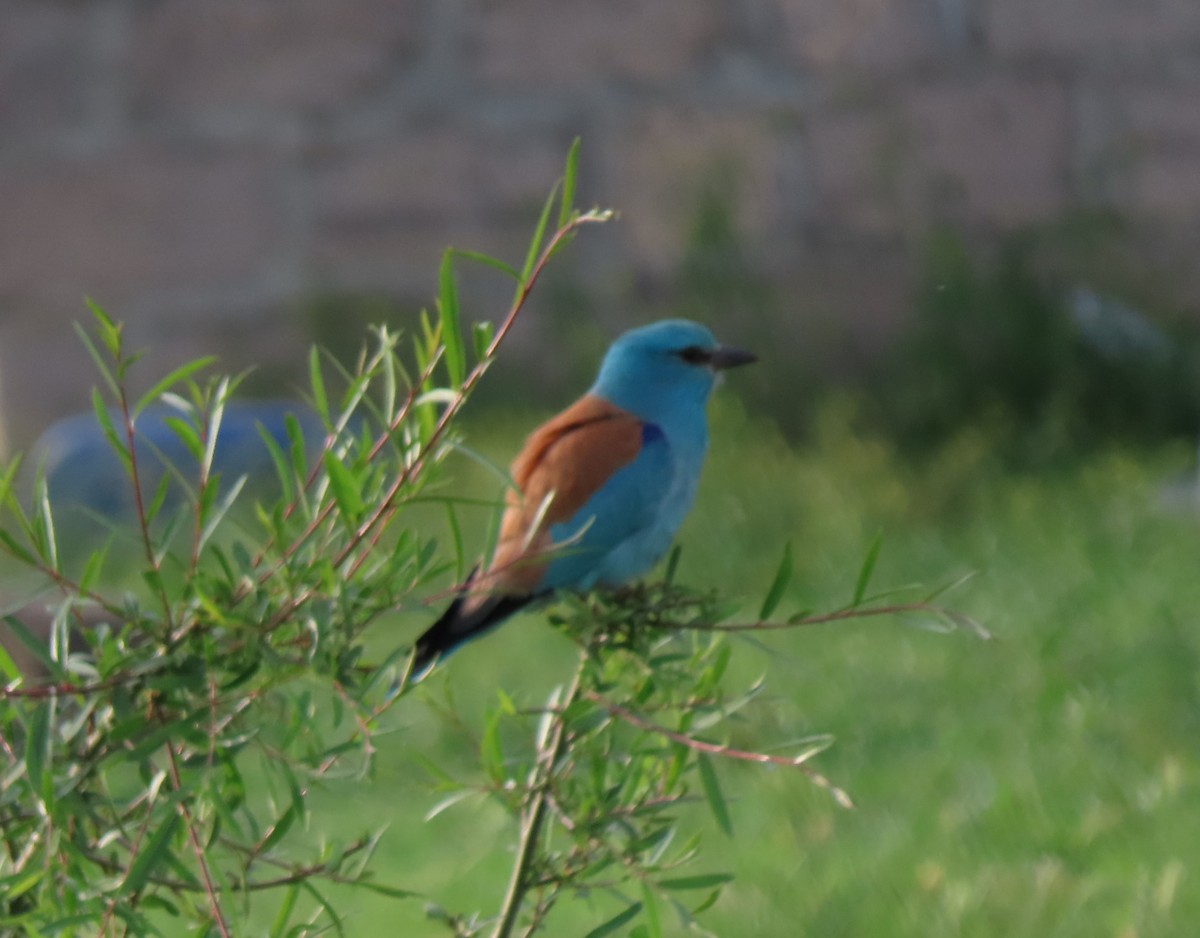 European Roller - Doug Kibbe