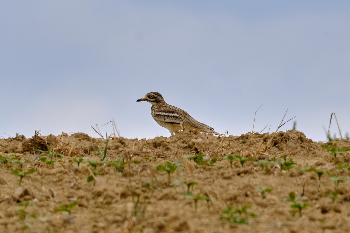 Eurasian Thick-knee - Bernardo Montoya