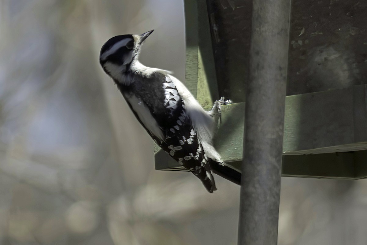 Downy Woodpecker - Jim Tonkinson