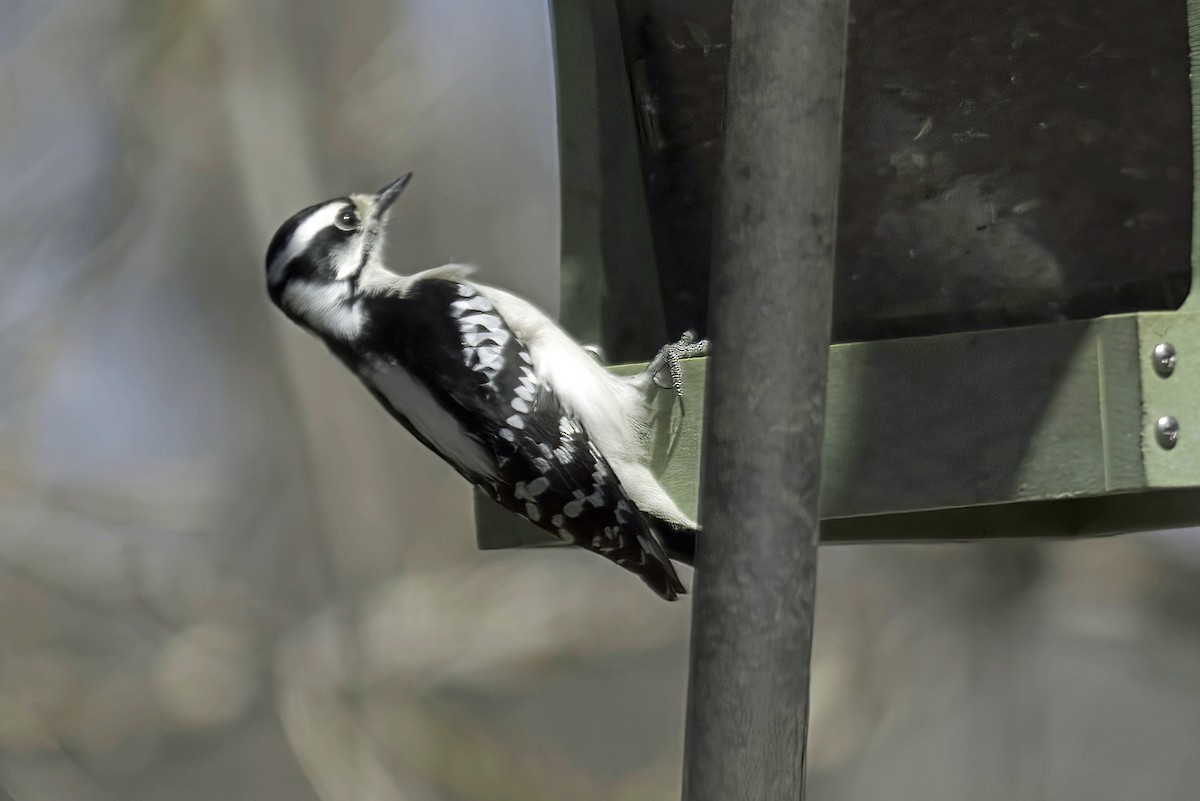 Downy Woodpecker - Jim Tonkinson