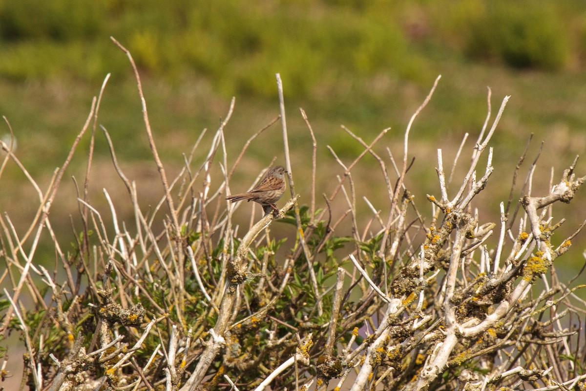 Dunnock - Jock Hughes