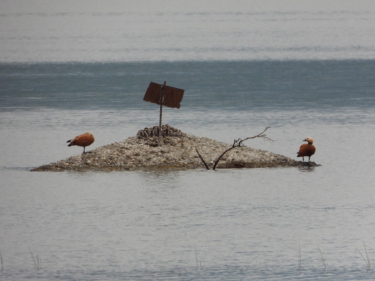 Ruddy Shelduck - ML619621129