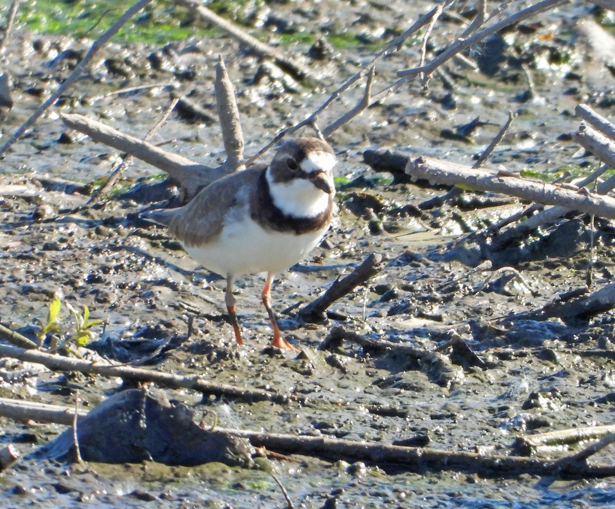 Semipalmated Plover - Martin Berg