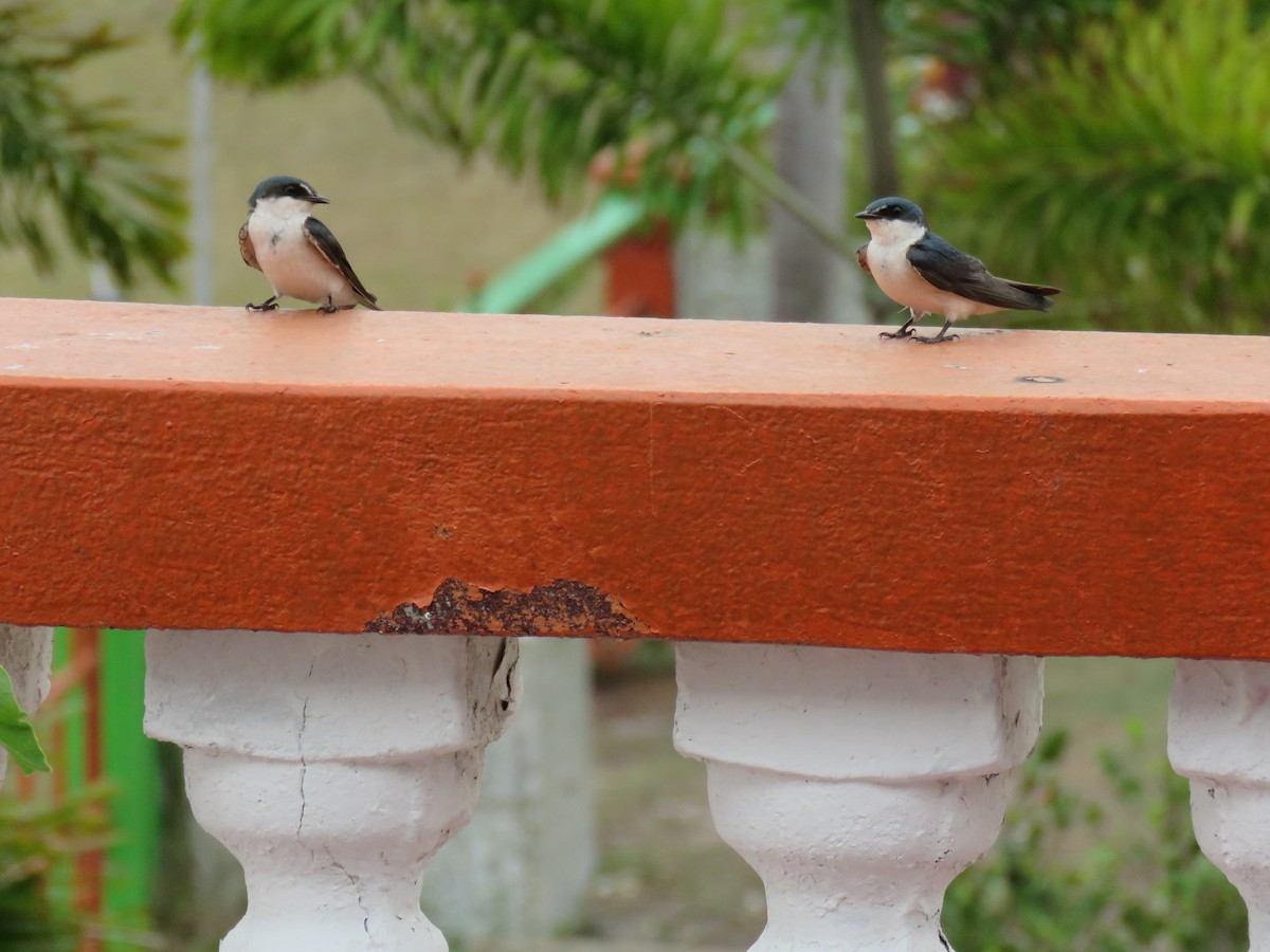 Mangrove Swallow - Sam Holcomb