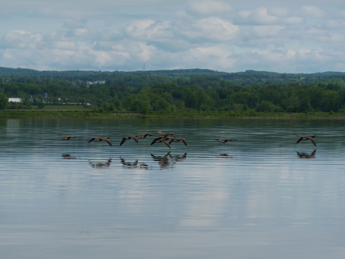 Canada Goose - Cécile Charlton