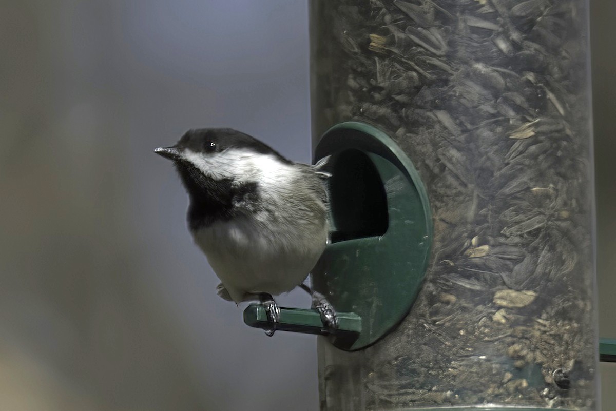 Black-capped Chickadee - Jim Tonkinson