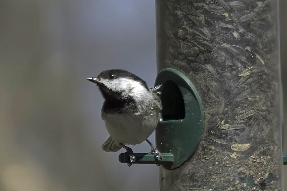 Black-capped Chickadee - Jim Tonkinson