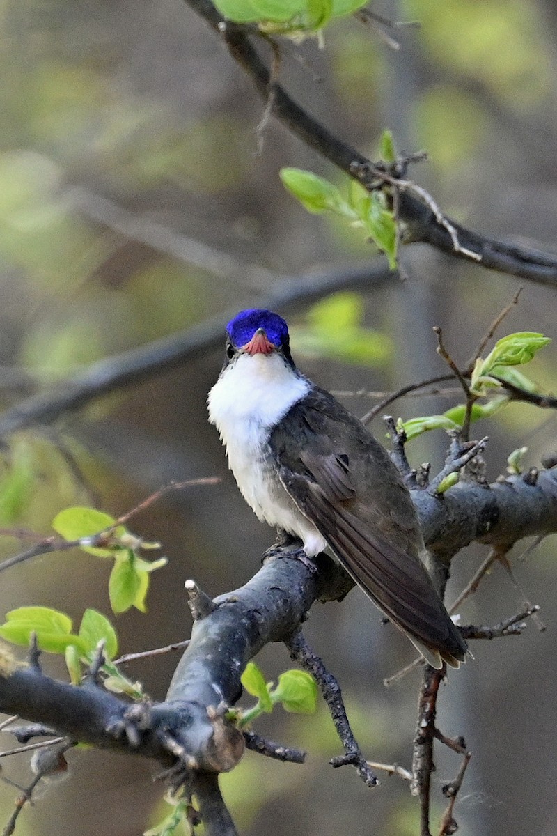 Violet-crowned Hummingbird - Faye Spencer
