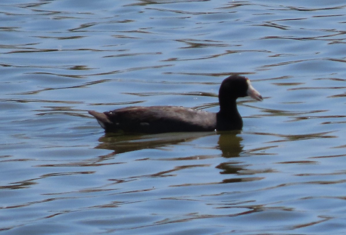 American Coot - Cathy Olson