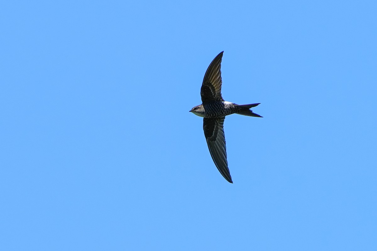 Pacific Swift - Lenny Xu