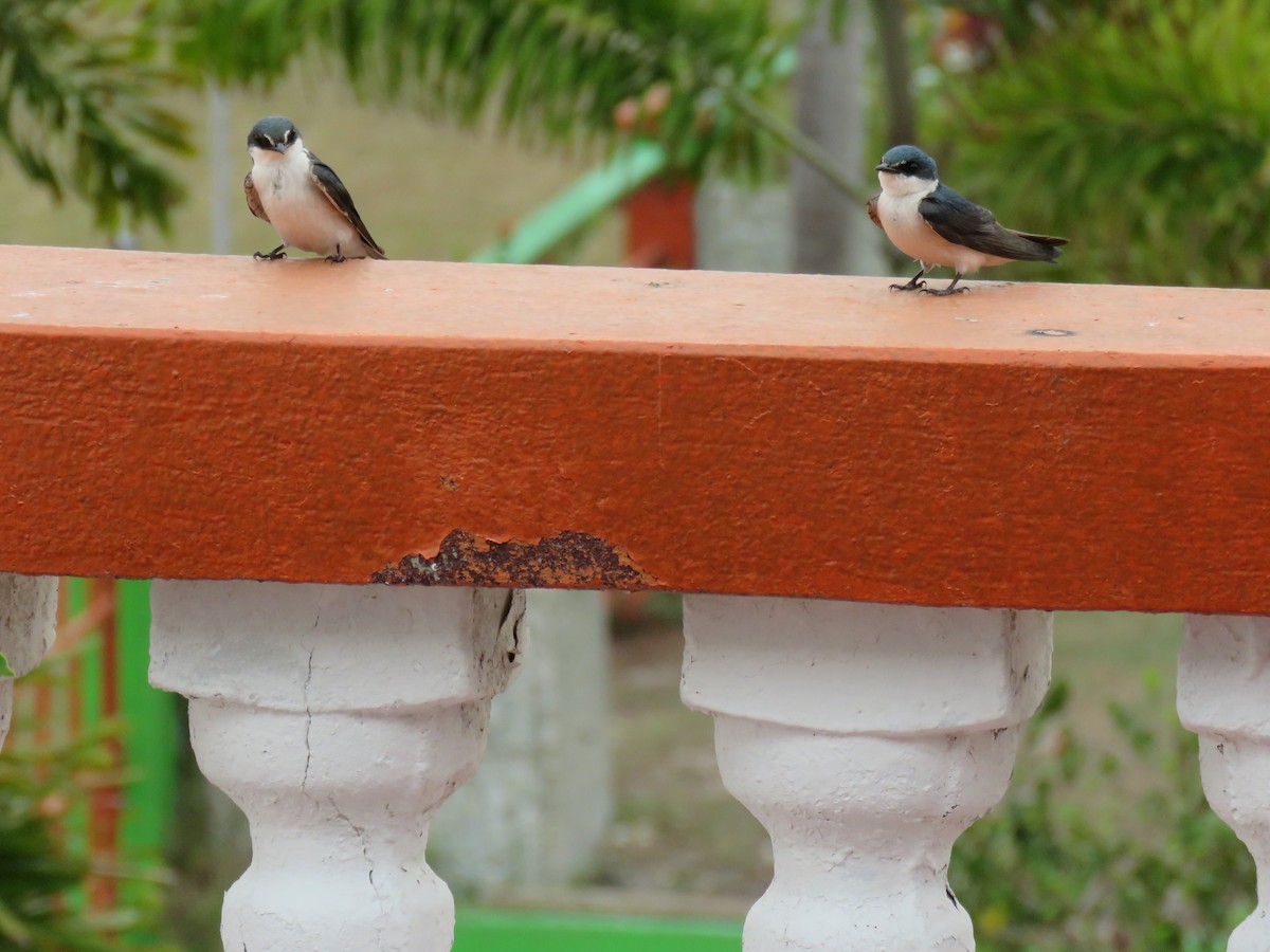 Mangrove Swallow - Sam Holcomb