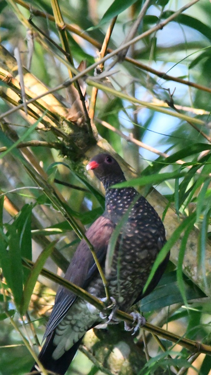 Scaled Pigeon - ML619621177