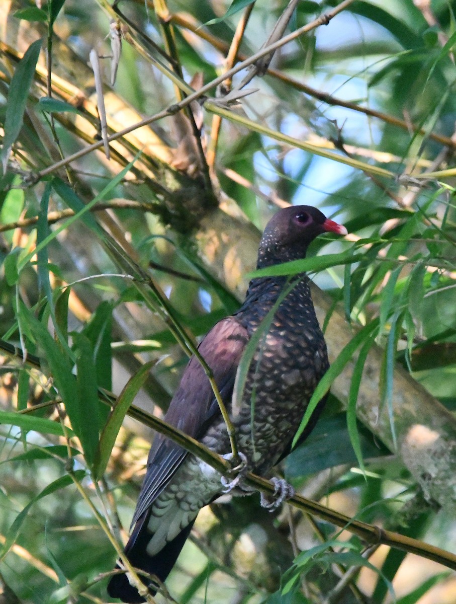 Scaled Pigeon - Jessy Lopez Herra