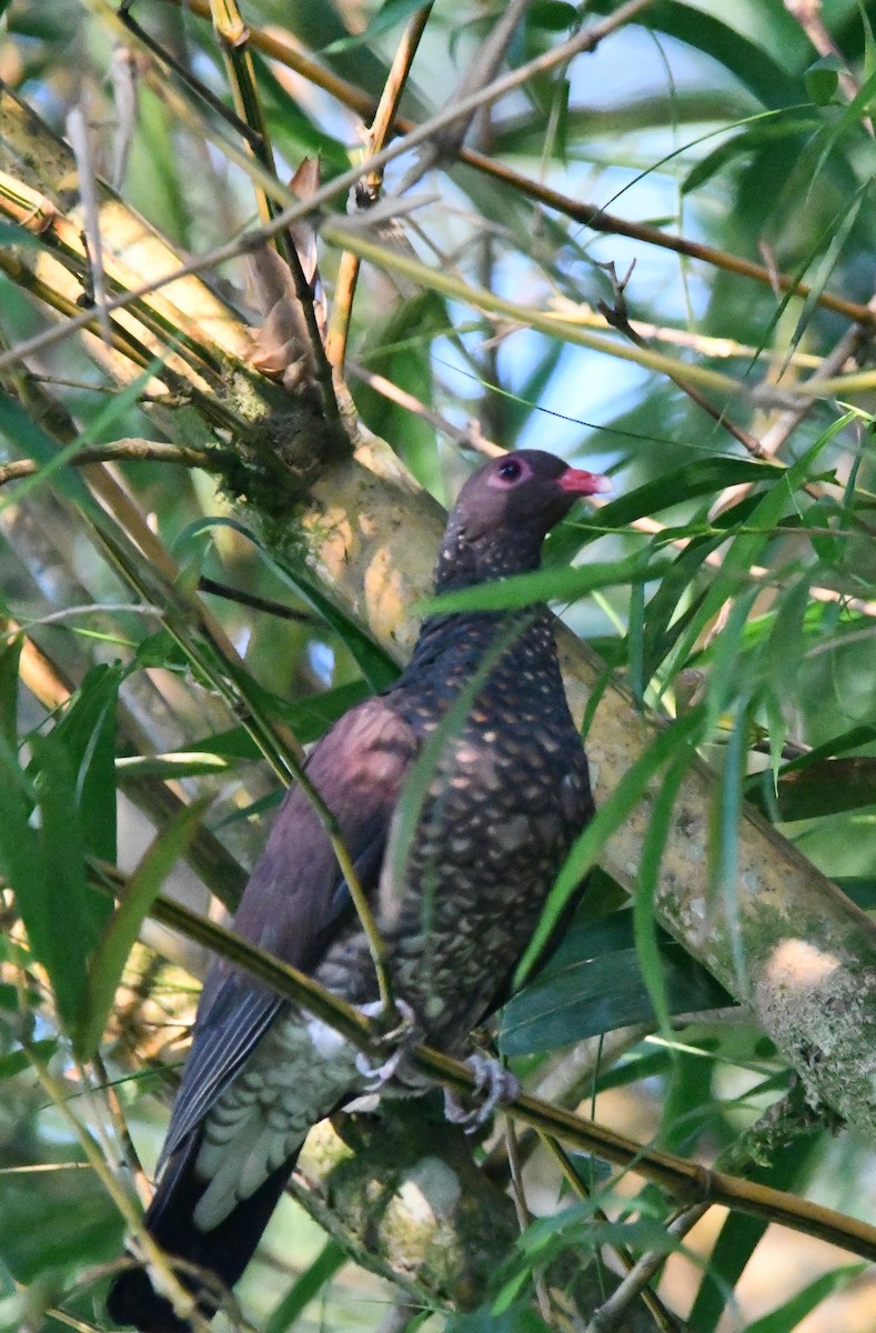 Scaled Pigeon - ML619621180