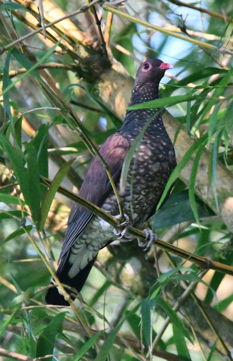 Scaled Pigeon - Jessy Lopez Herra