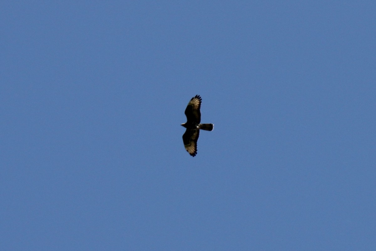 Common Buzzard - Maksim G