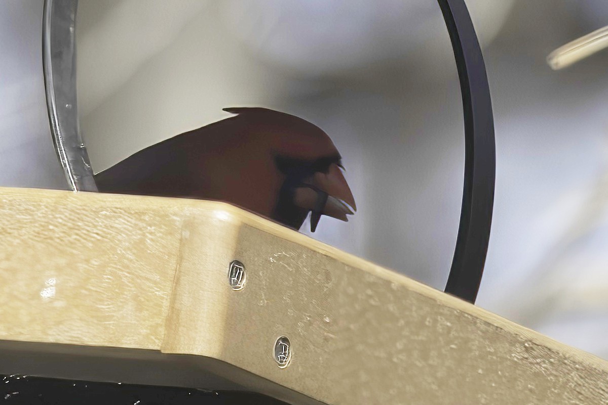 Northern Cardinal - Jim Tonkinson