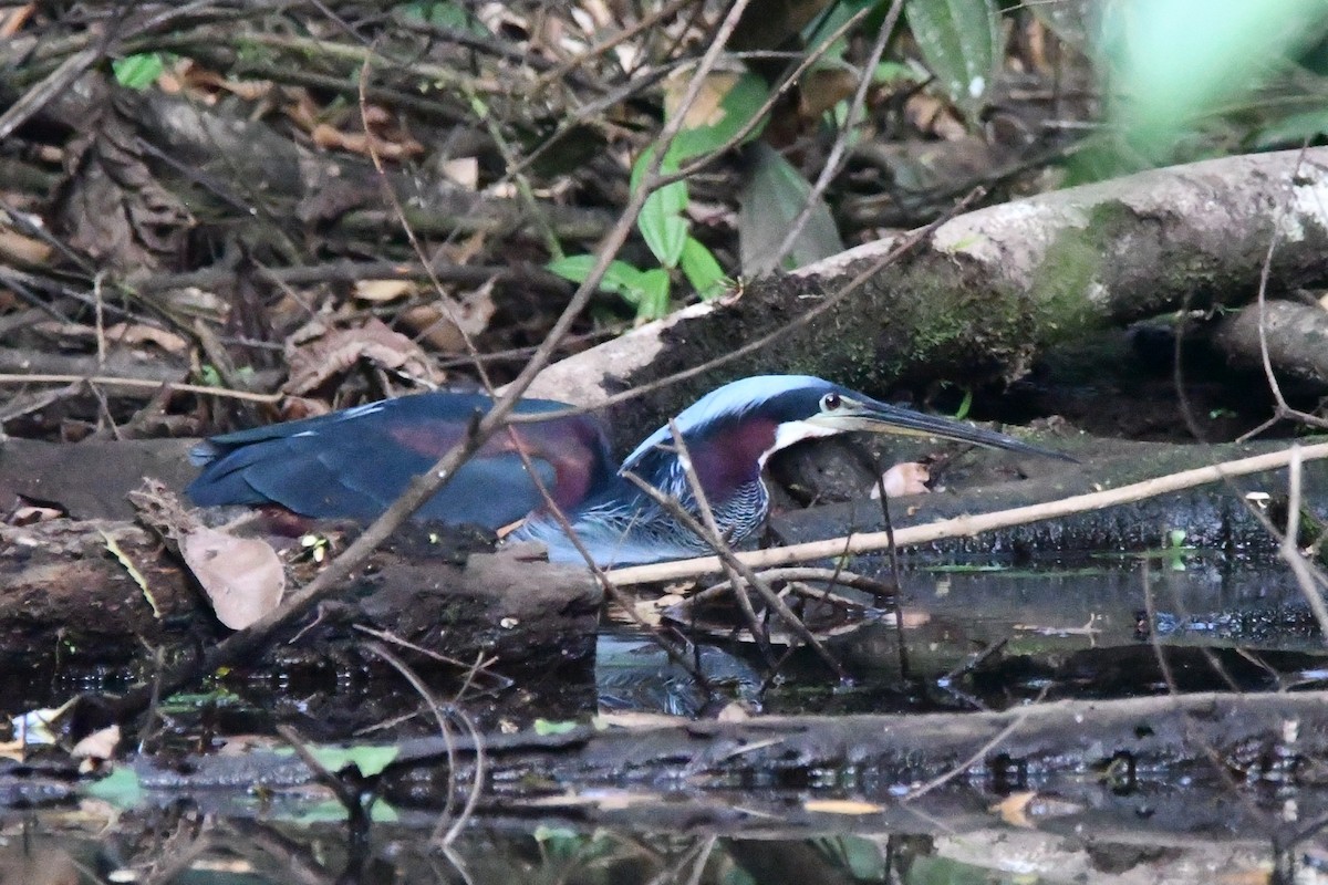 Agami Heron - Jessy Lopez Herra