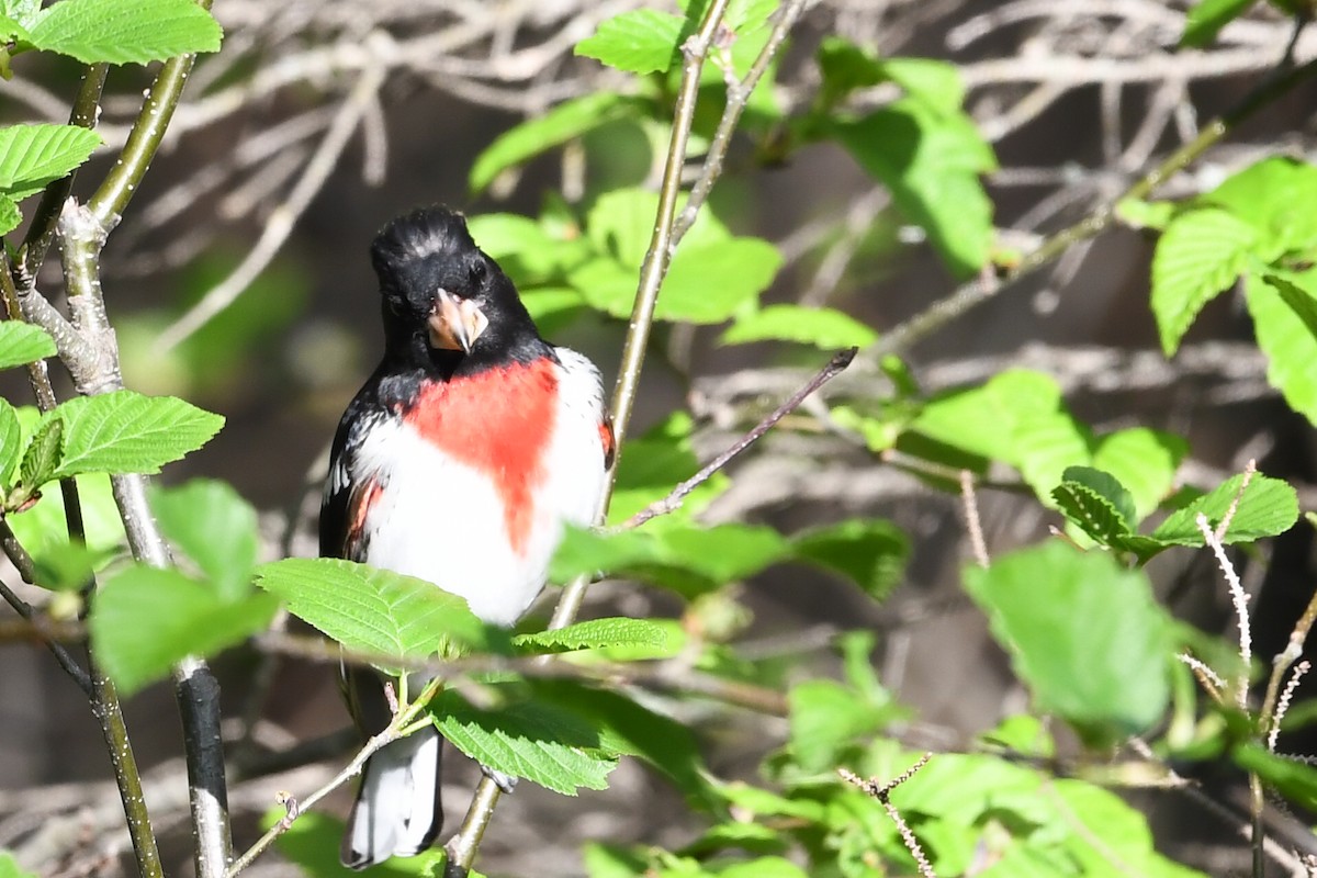 Rose-breasted Grosbeak - Hélène Dumais