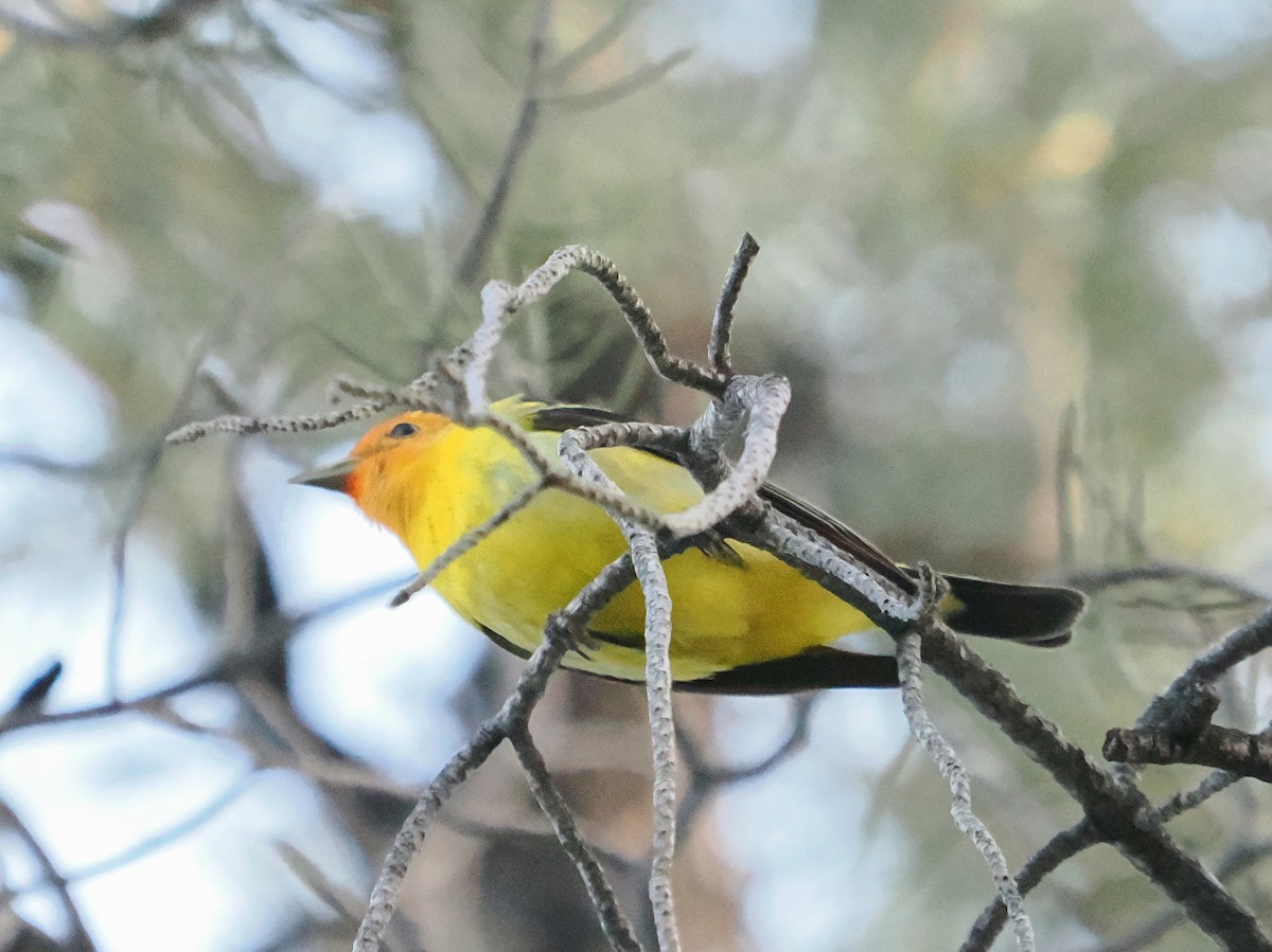 Western Tanager - ML619621211