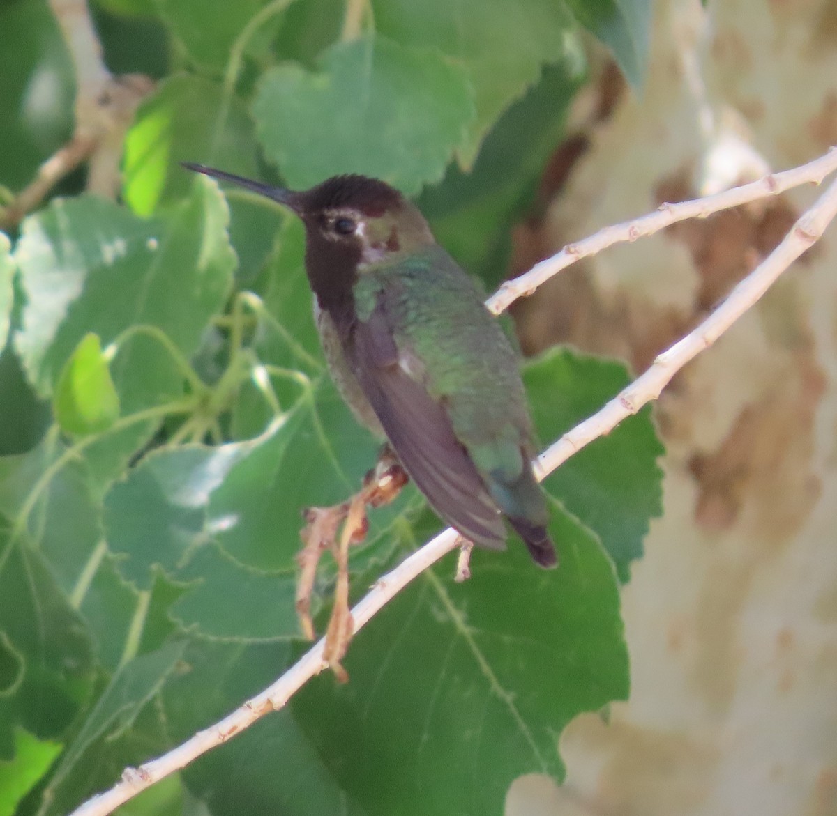 Costa's Hummingbird - ML619621213
