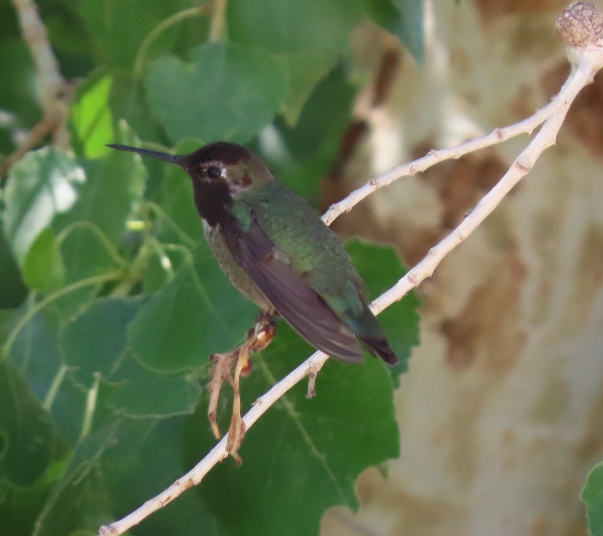 Costa's Hummingbird - Cathy Olson