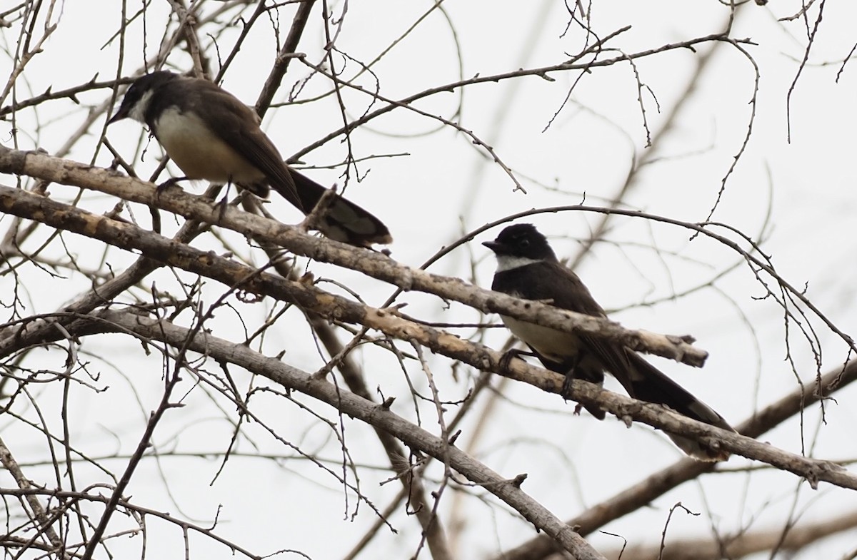 Malaysian Pied-Fantail - 芳色 林