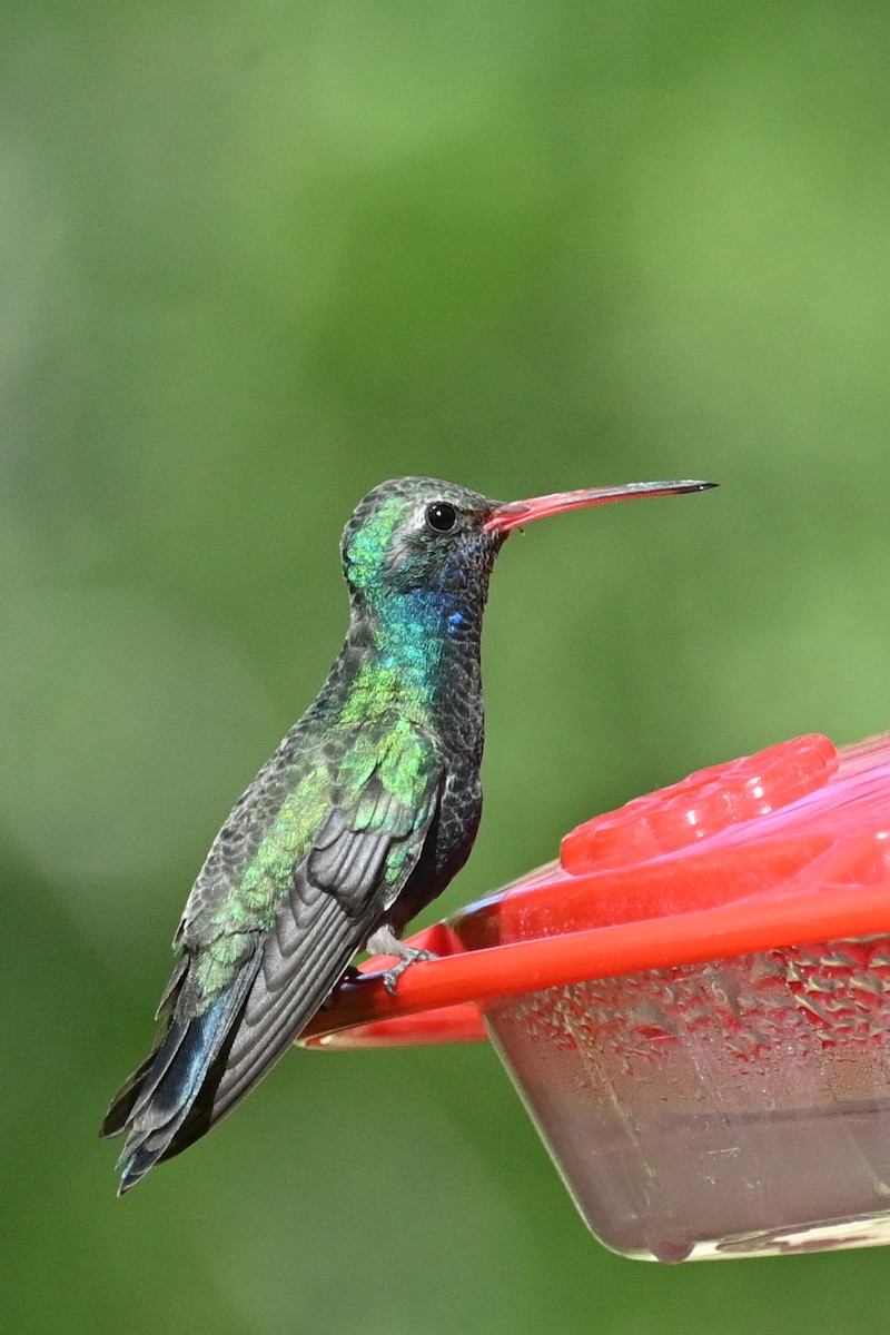 Broad-billed Hummingbird - Faye Spencer