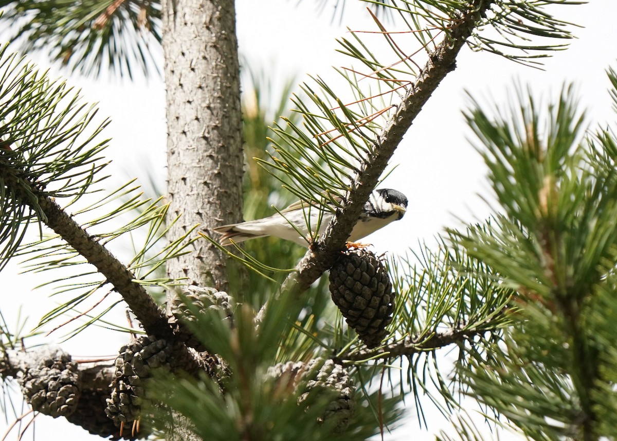 Blackpoll Warbler - Pam Hardy