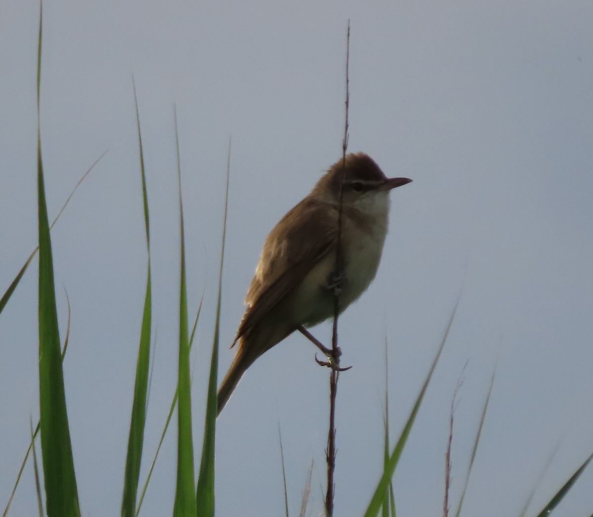 Great Reed Warbler - Doug Kibbe