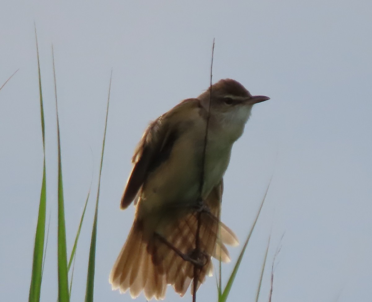 Great Reed Warbler - Doug Kibbe