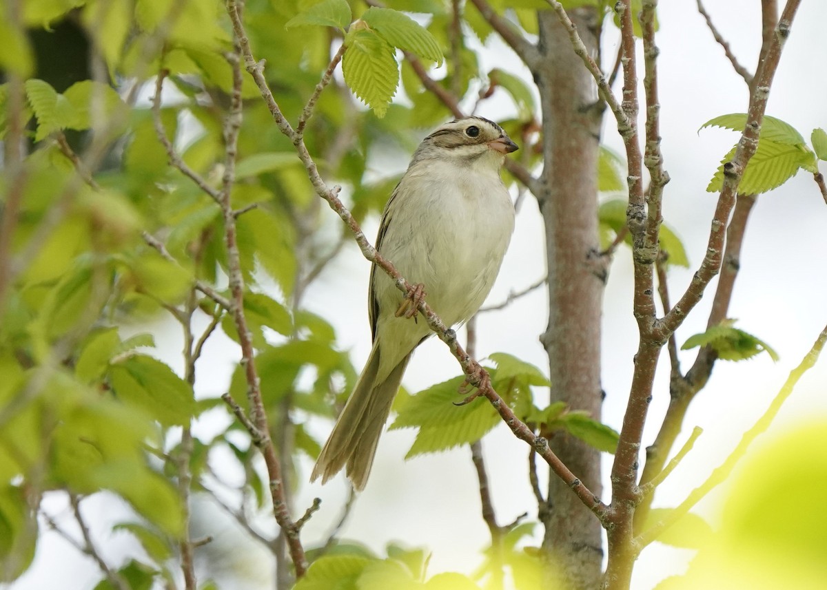 Clay-colored Sparrow - Pam Hardy