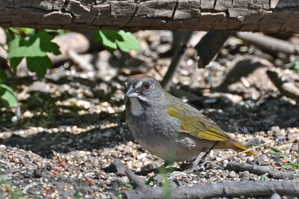 Green-tailed Towhee - Faye Spencer