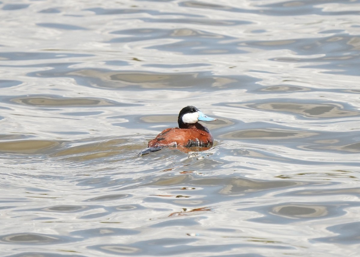 Ruddy Duck - Pam Hardy