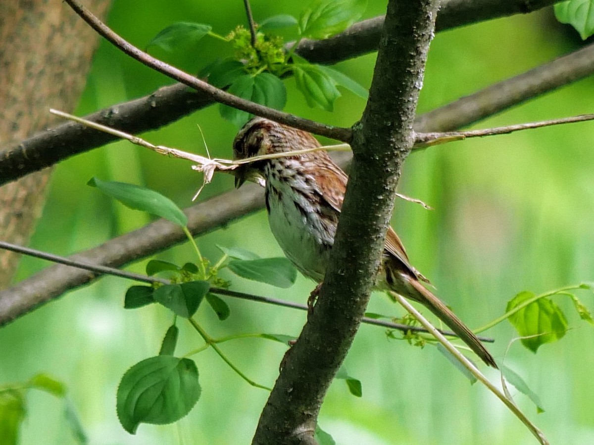 Song Sparrow - Cécile Charlton