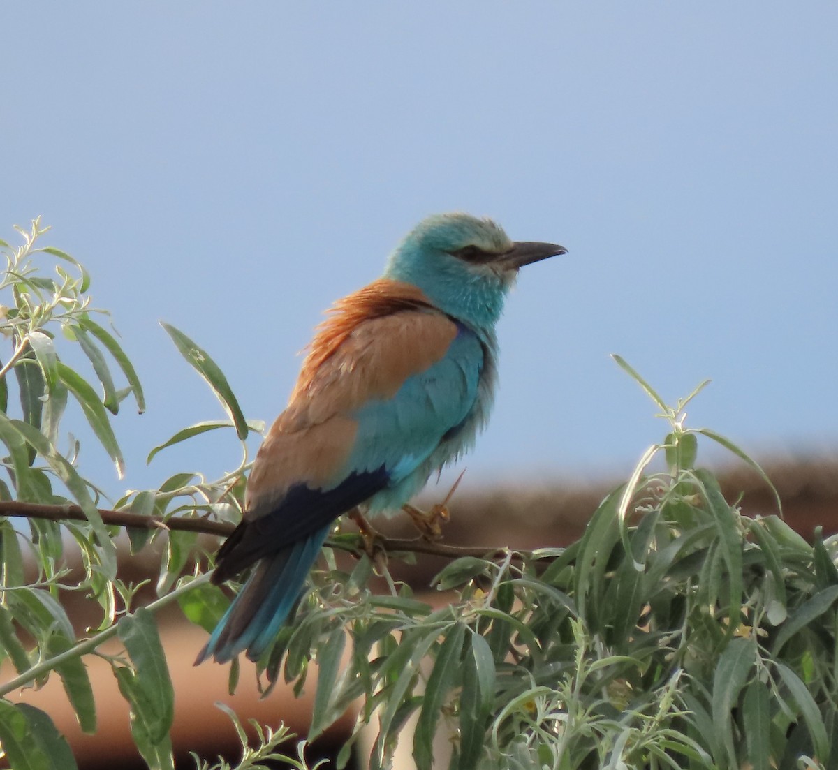 European Roller - Doug Kibbe