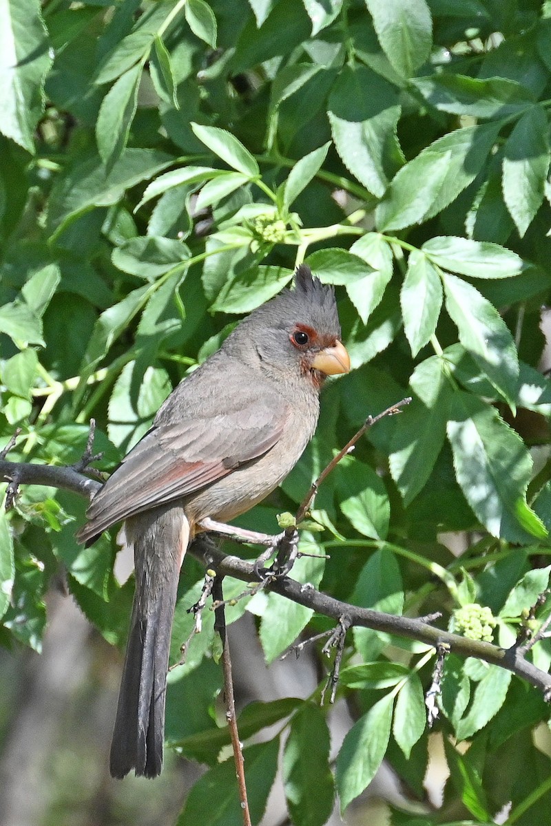 Pyrrhuloxia - Faye Spencer