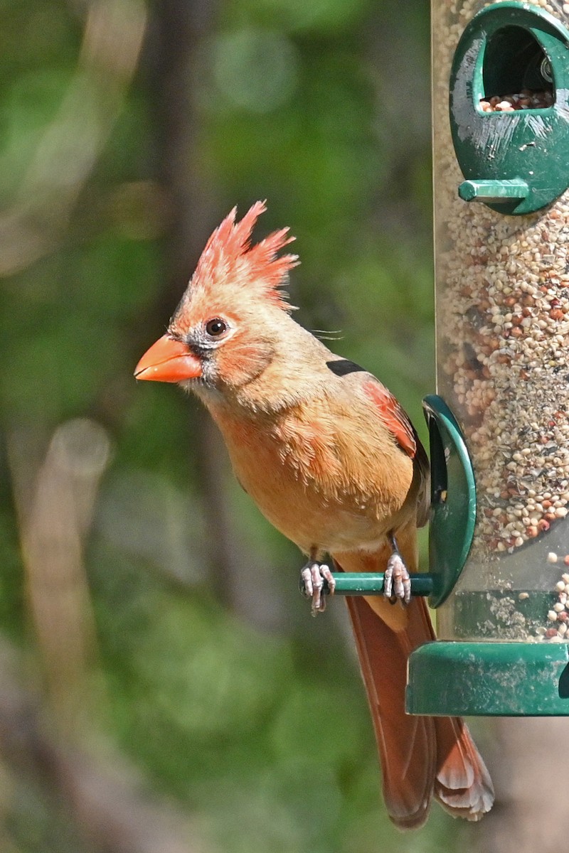 Northern Cardinal - Faye Spencer