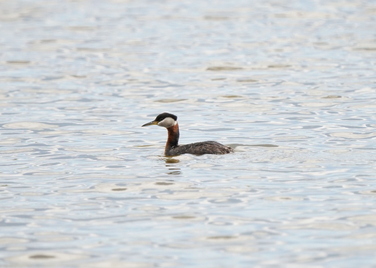 Red-necked Grebe - ML619621270