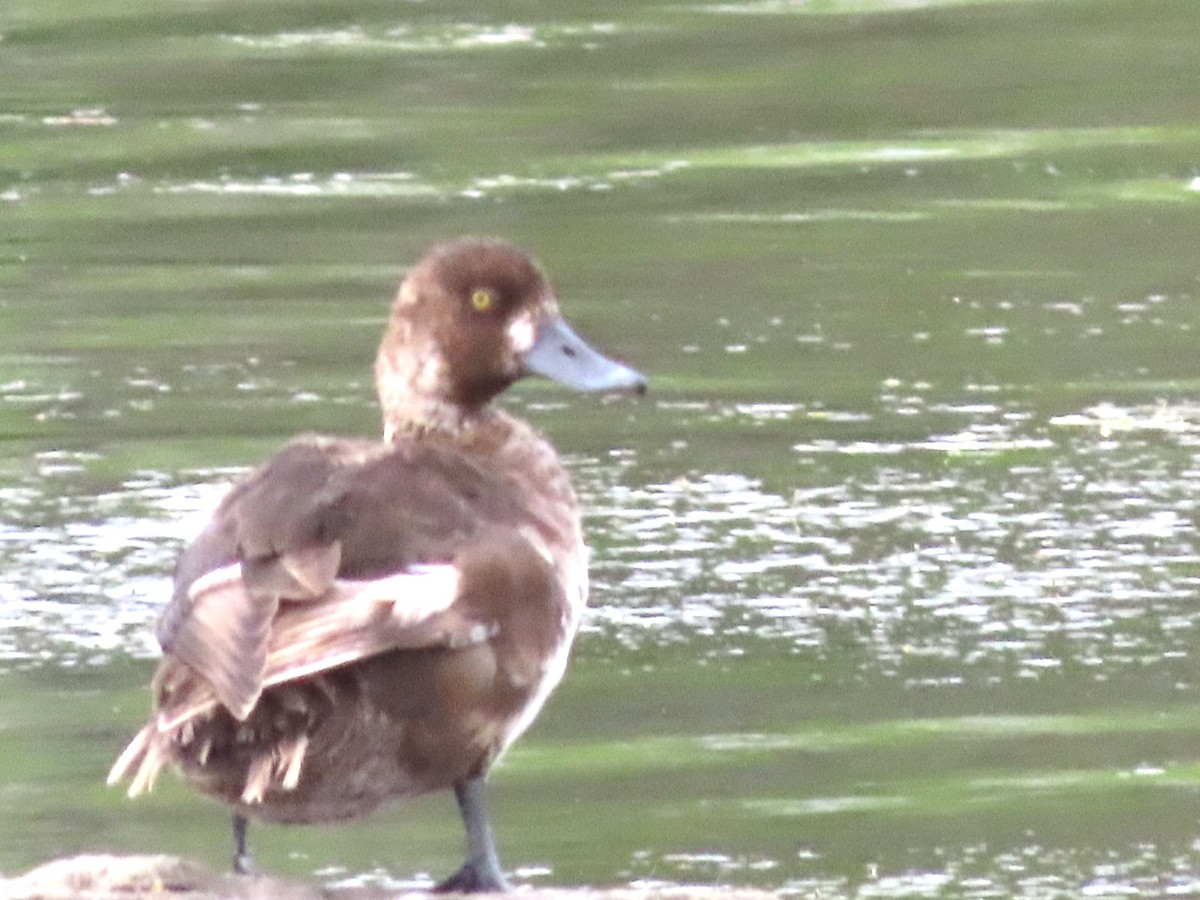 Greater Scaup - ML619621273