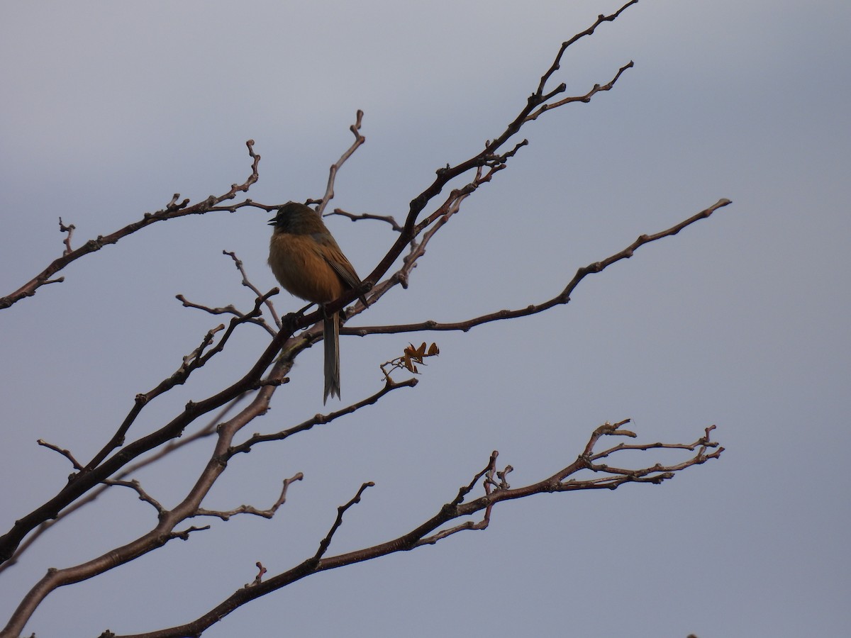 Long-tailed Reed Finch - ML619621280