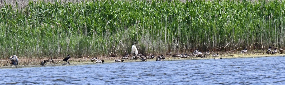 Great Blue Heron - ML619621282