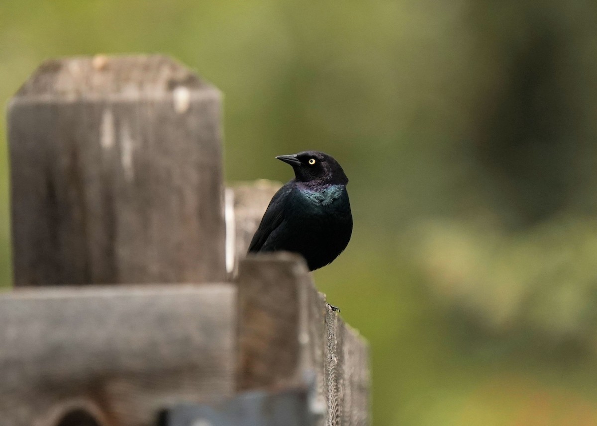 Brewer's Blackbird - Pam Hardy