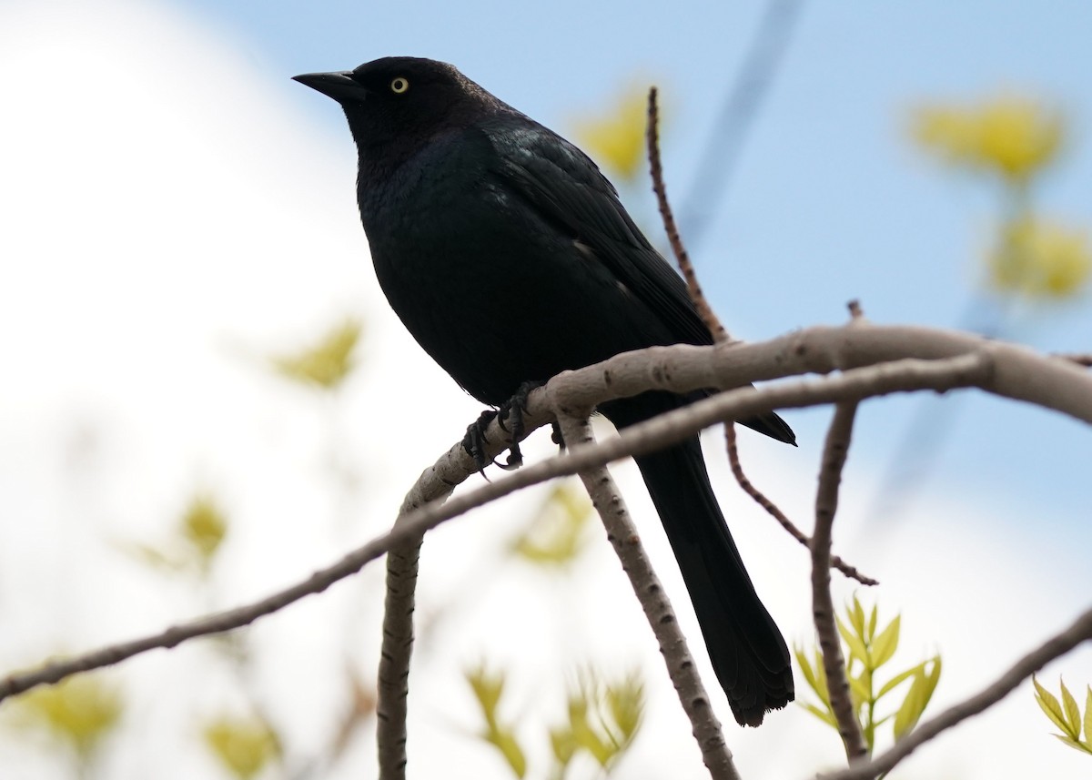 Brewer's Blackbird - Pam Hardy