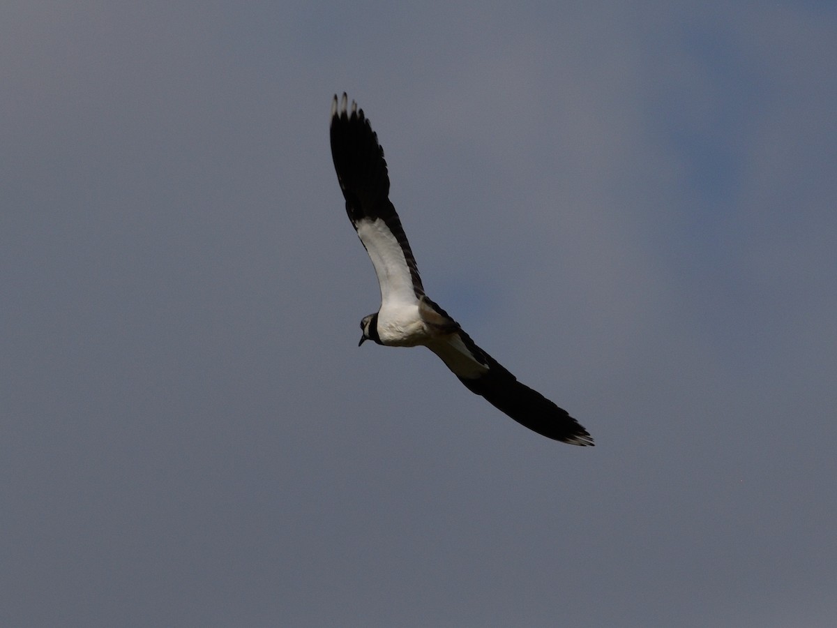 Northern Lapwing - Andrés Turrado Ubón